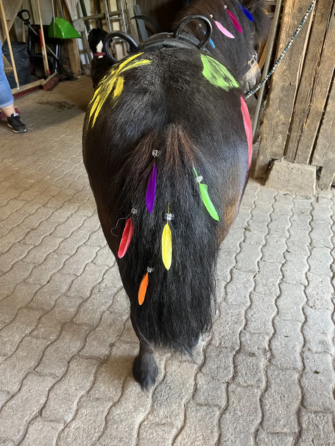 Pferderanch Sauerland – ein Pony, dessen Hinterteil mit bunten Farben bemalt ist und dessen Schweif mit Federn verziert ist.
